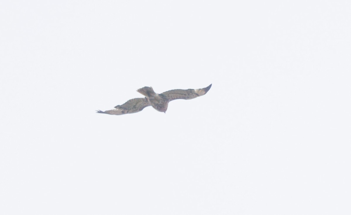Buteo sp. - ML635120060