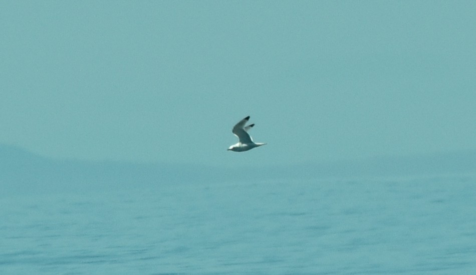 Black-legged Kittiwake - ML635120064
