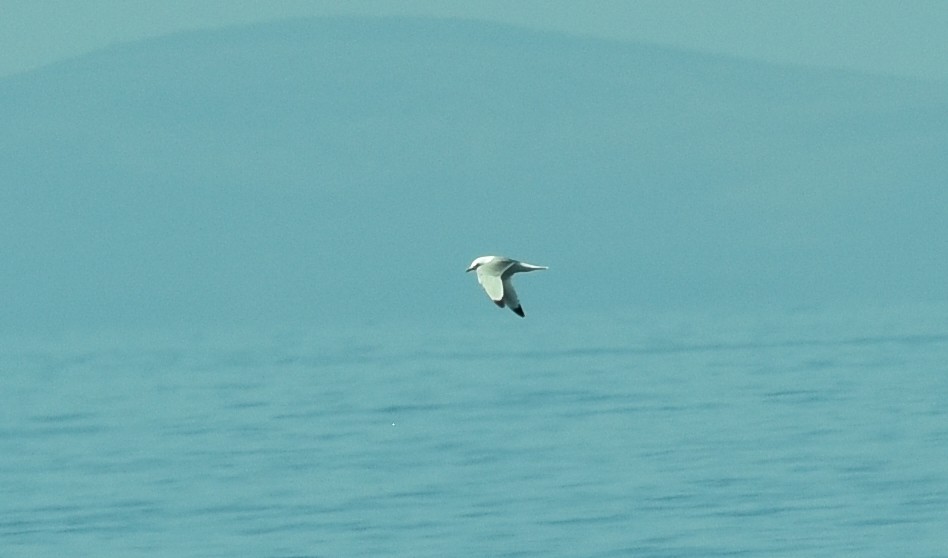 Black-legged Kittiwake - ML635120067