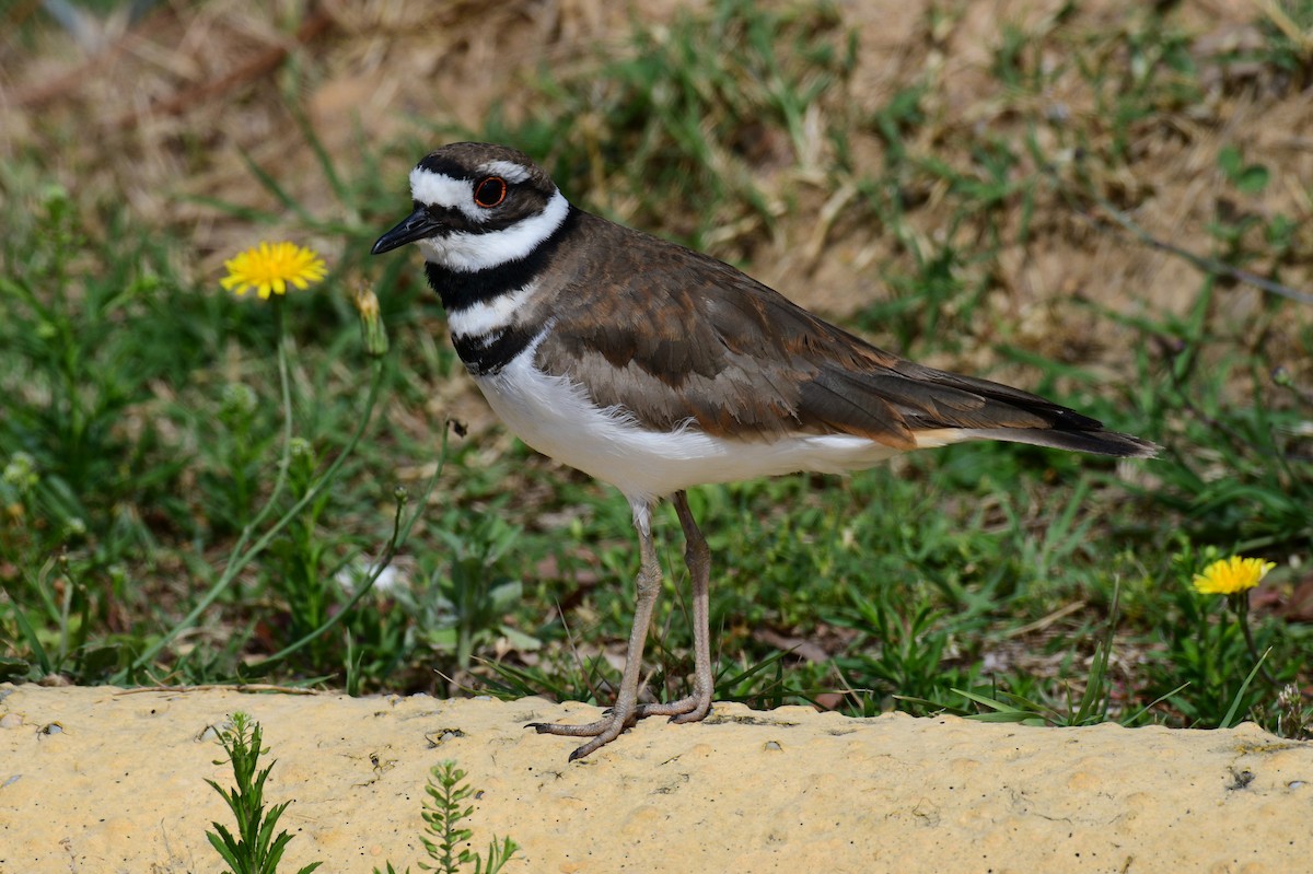 Killdeer - ML635120068