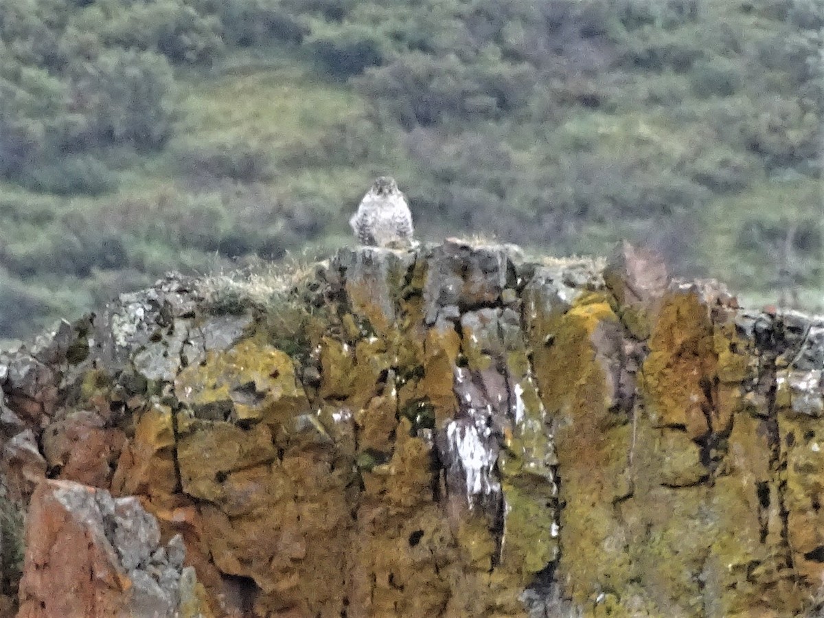 Gyrfalcon - ML635120077