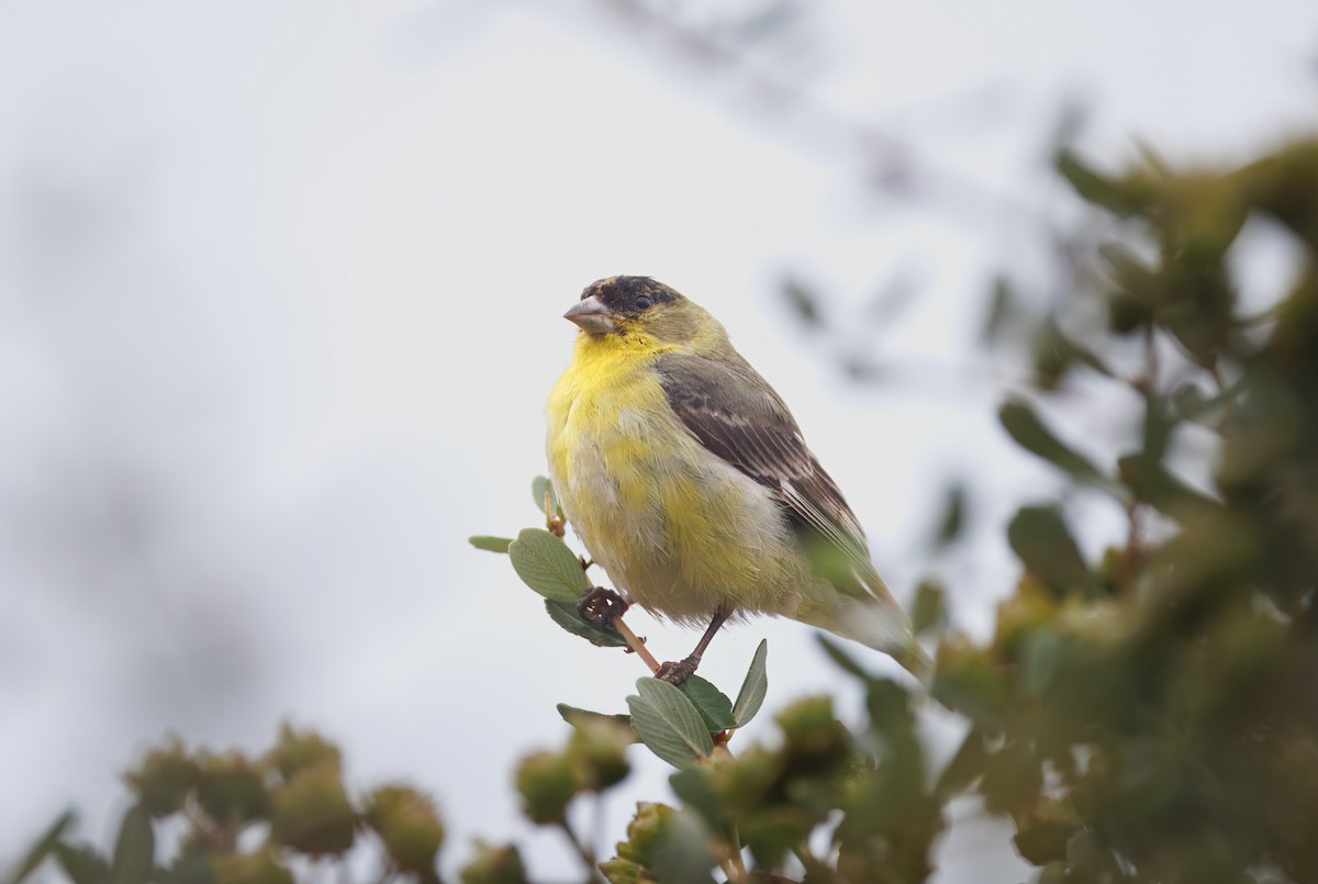 Lesser Goldfinch - ML635120078