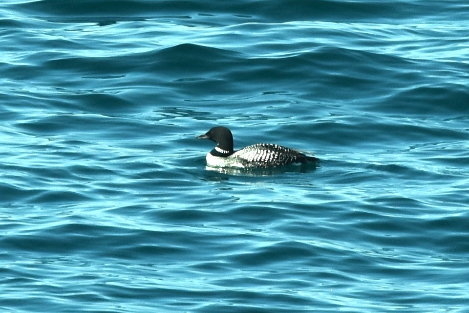 Common Loon - ML635120080