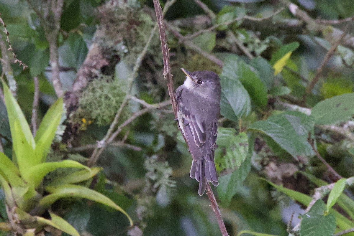 Tumbes Pewee - ML635120085