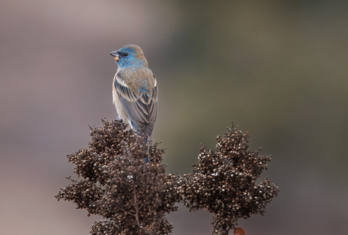 Lazuli Bunting - ML635120092