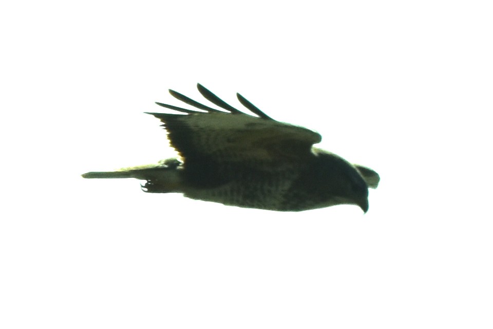 Common Buzzard - ML635120100