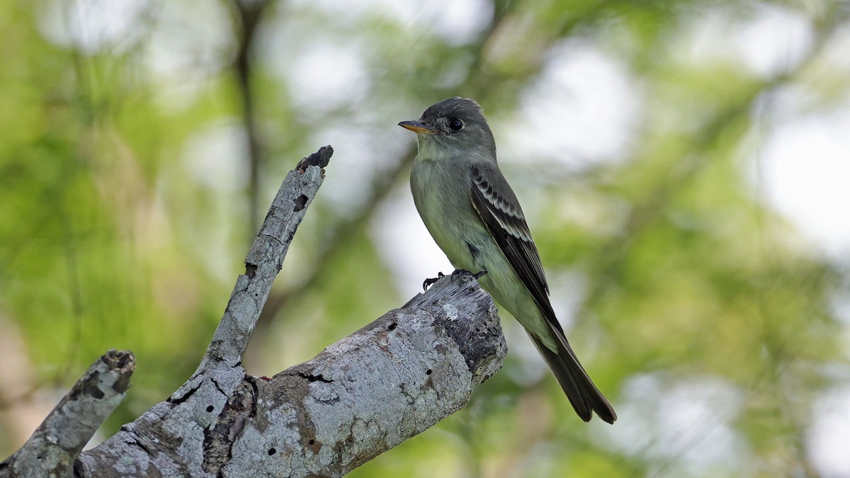 Eastern Wood-Pewee - ML635120101