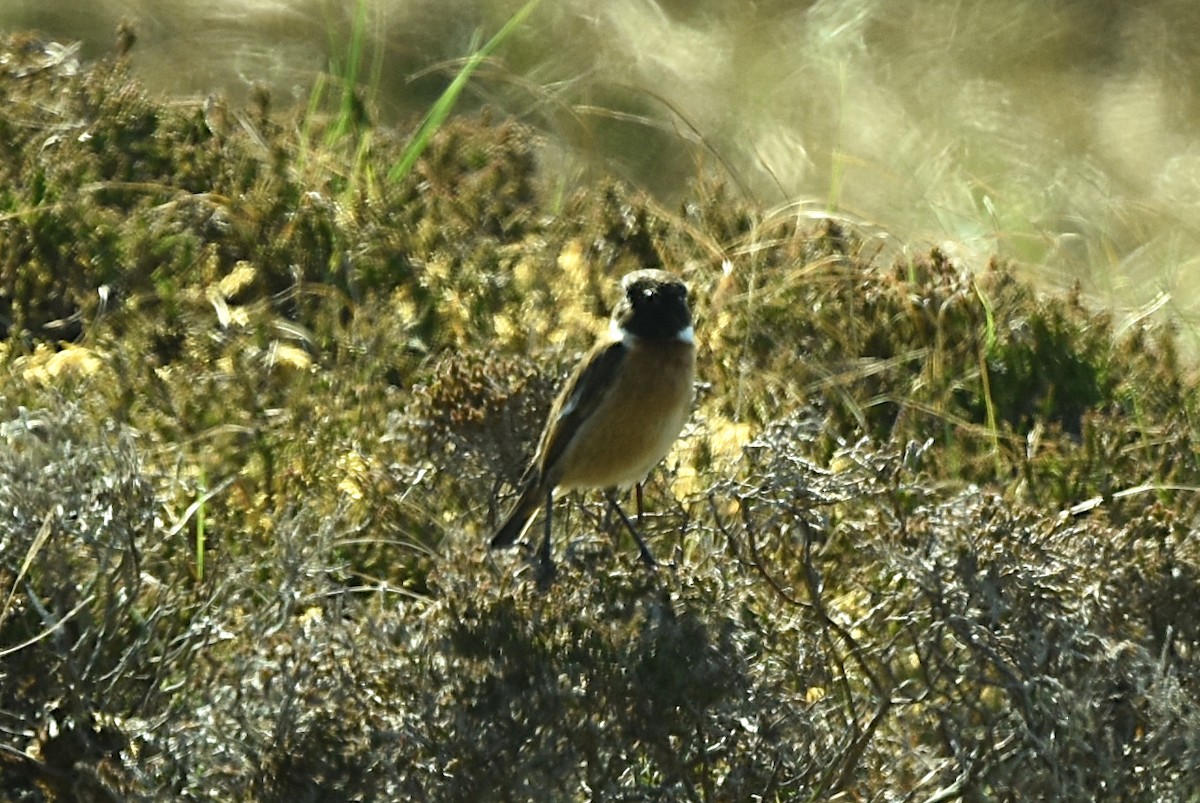 European Stonechat - ML635120109