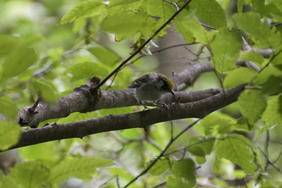 Chestnut-sided Warbler - ML63512011