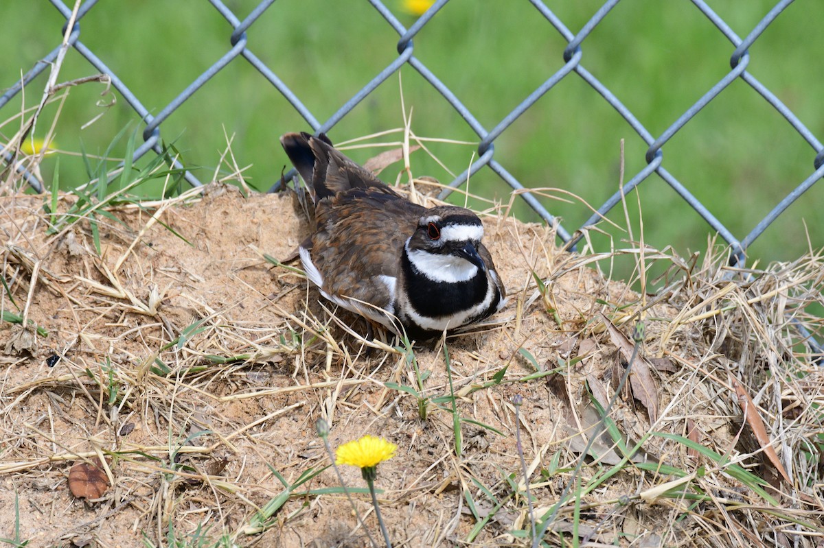 Killdeer - ML635120118