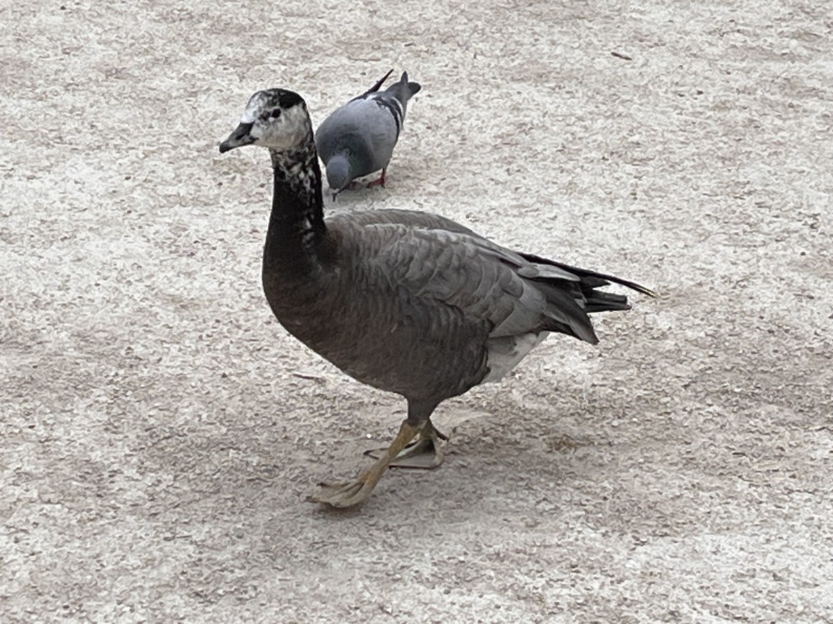 Bar-headed x Canada Goose (hybrid) - ML635120142