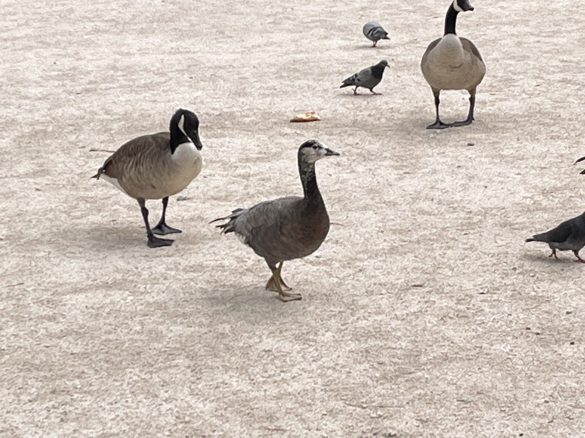 Bar-headed x Canada Goose (hybrid) - ML635120143