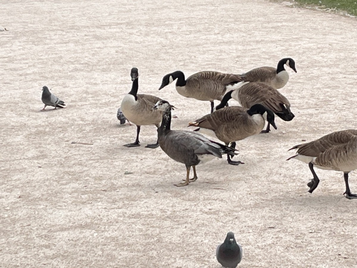 Bar-headed x Canada Goose (hybrid) - ML635120144