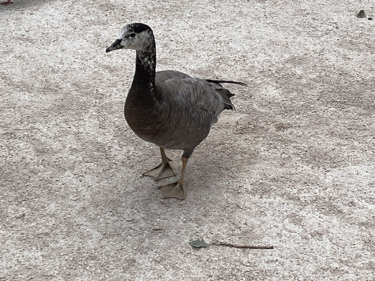 Bar-headed x Canada Goose (hybrid) - ML635120145