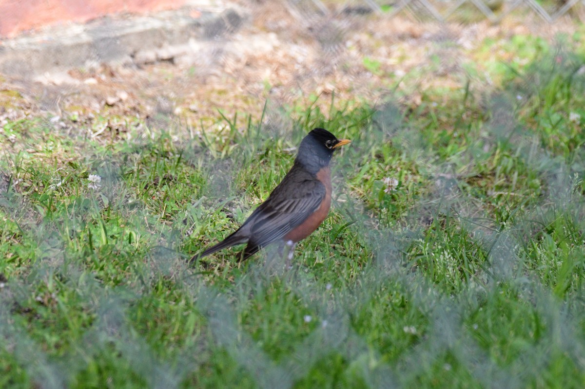 American Robin - ML635120147