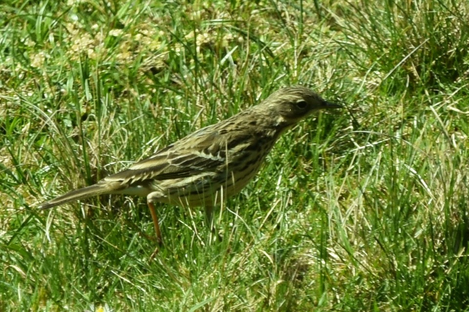 Meadow Pipit - ML635120170