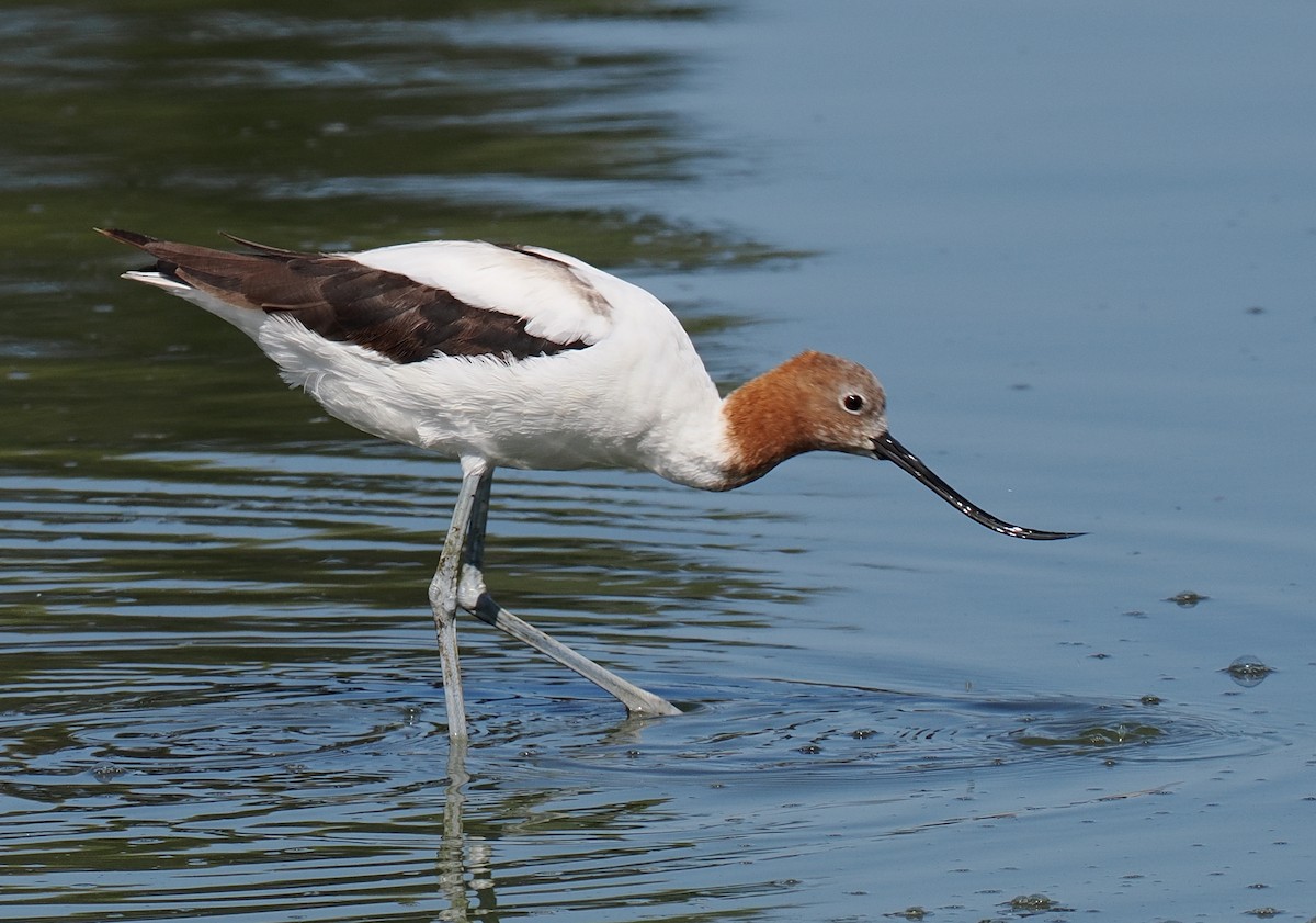 Red-necked Avocet - ML635120181