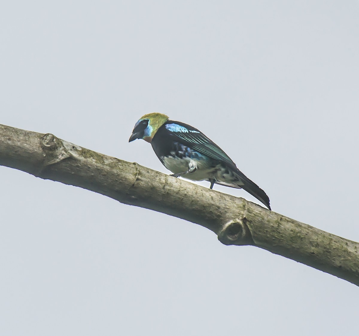 Golden-hooded Tanager - ML635120221