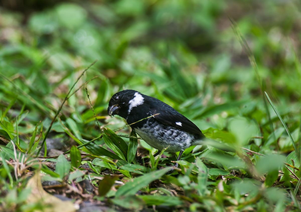 Variable Seedeater - ML635120263