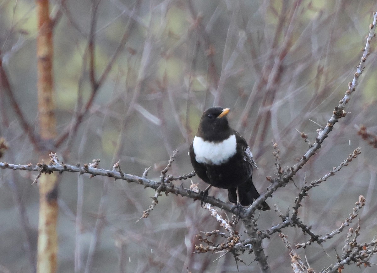 Ring Ouzel - ML635120267