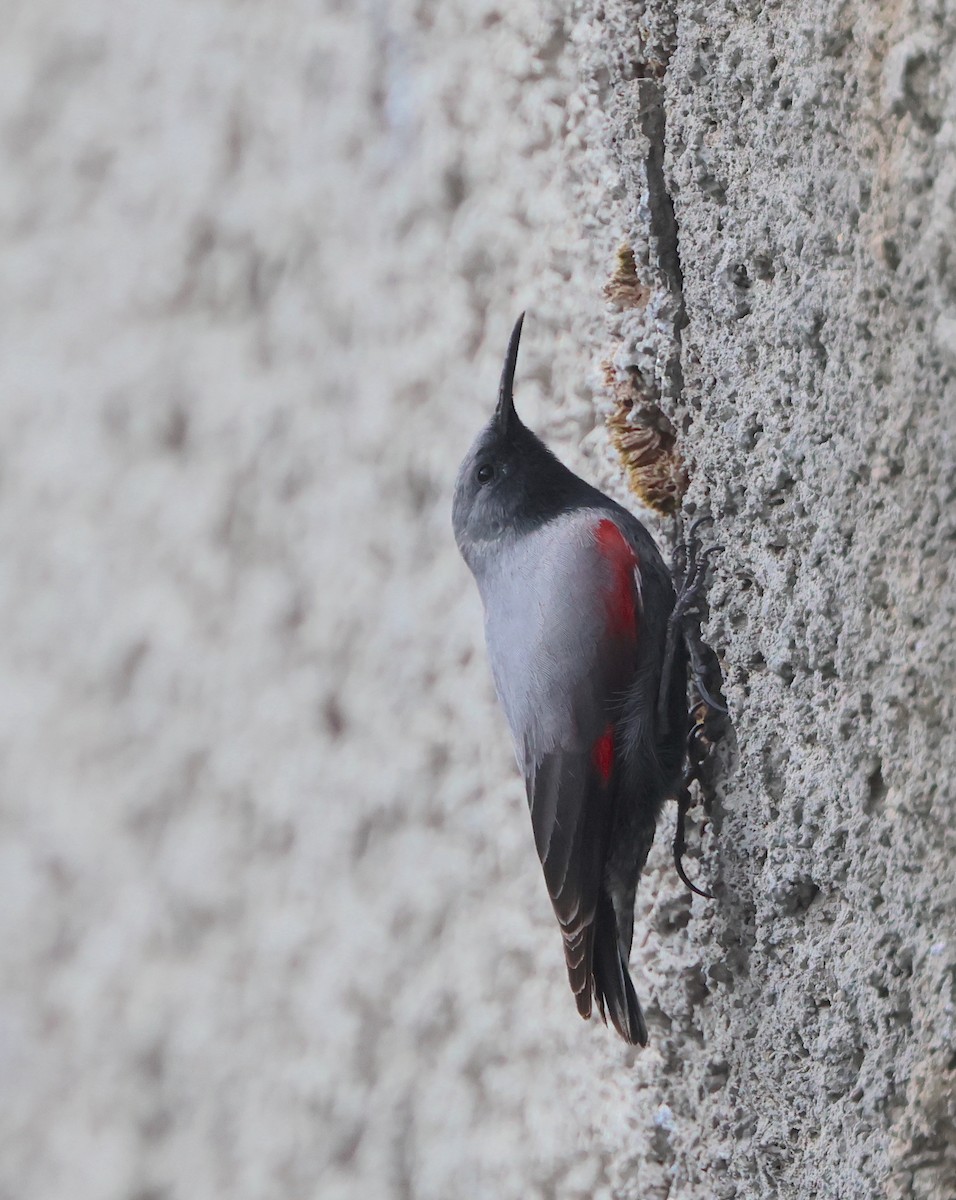 Wallcreeper - ML635120283