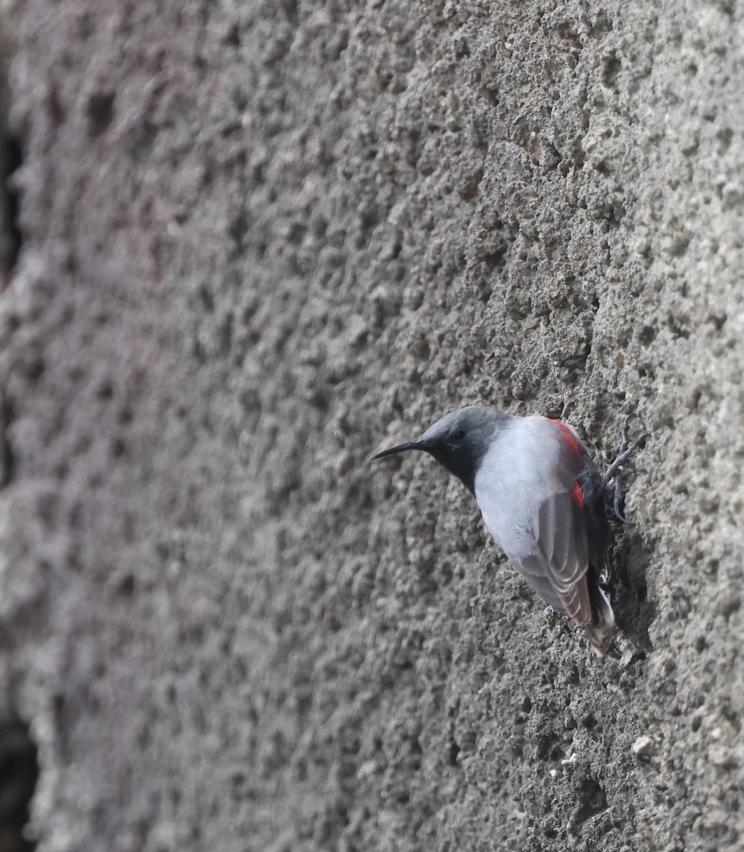 Wallcreeper - ML635120284
