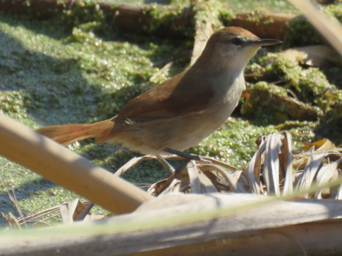 Yellow-chinned Spinetail - ML635120326