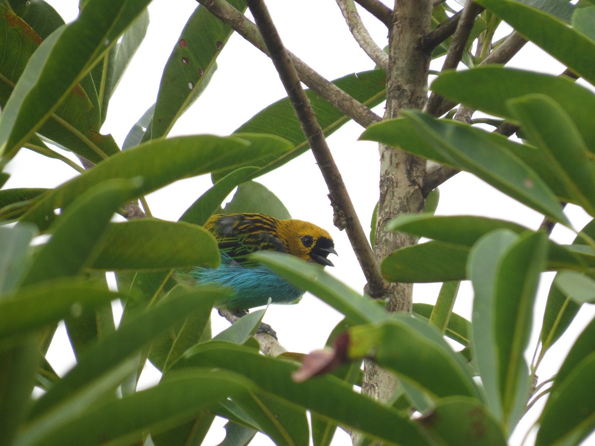 Gilt-edged Tanager - ML635120352