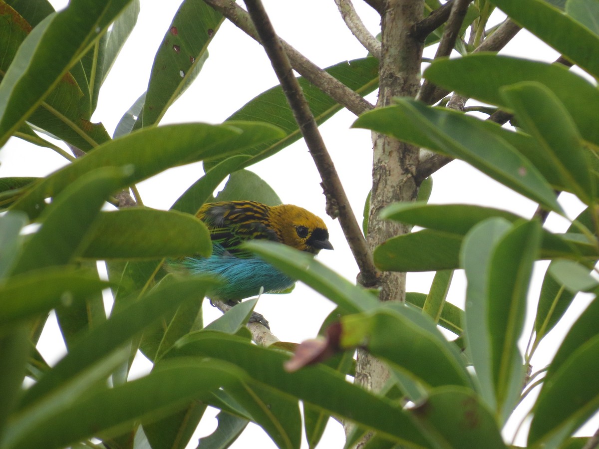 Gilt-edged Tanager - ML635120354