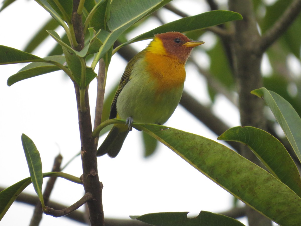 Rufous-headed Tanager - ML635120389