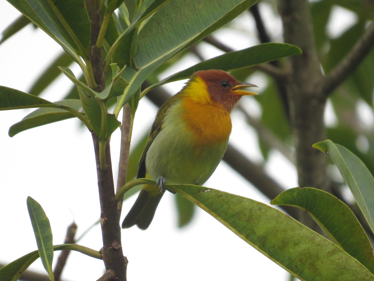 Rufous-headed Tanager - ML635120390