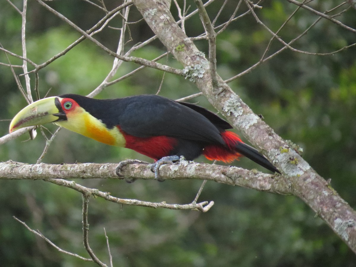 Red-breasted Toucan - ML635120402
