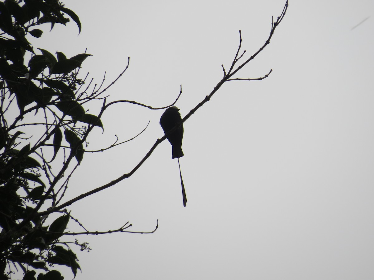 Long-tailed Tyrant - ML635120416