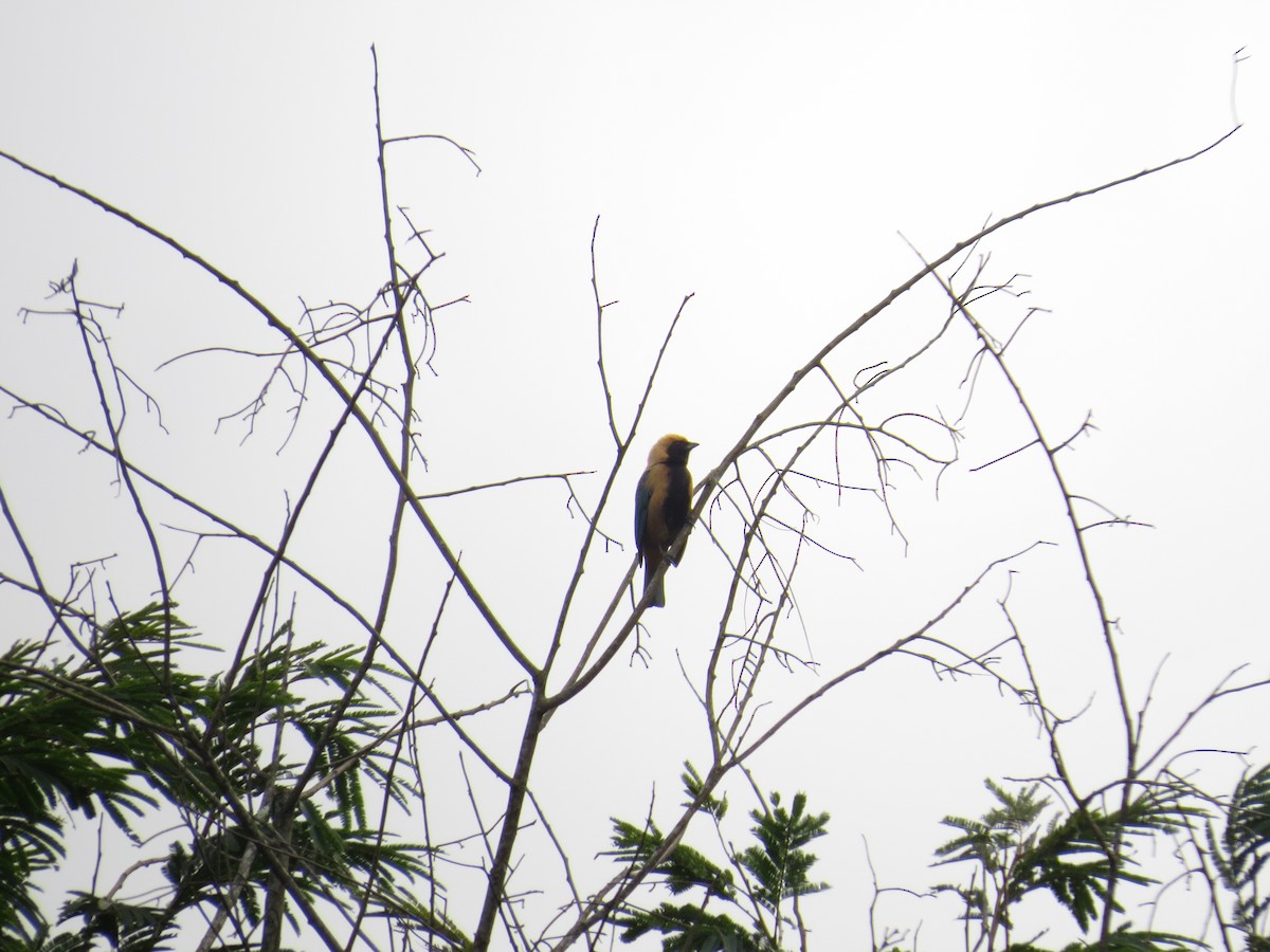 Burnished-buff Tanager - ML635120421