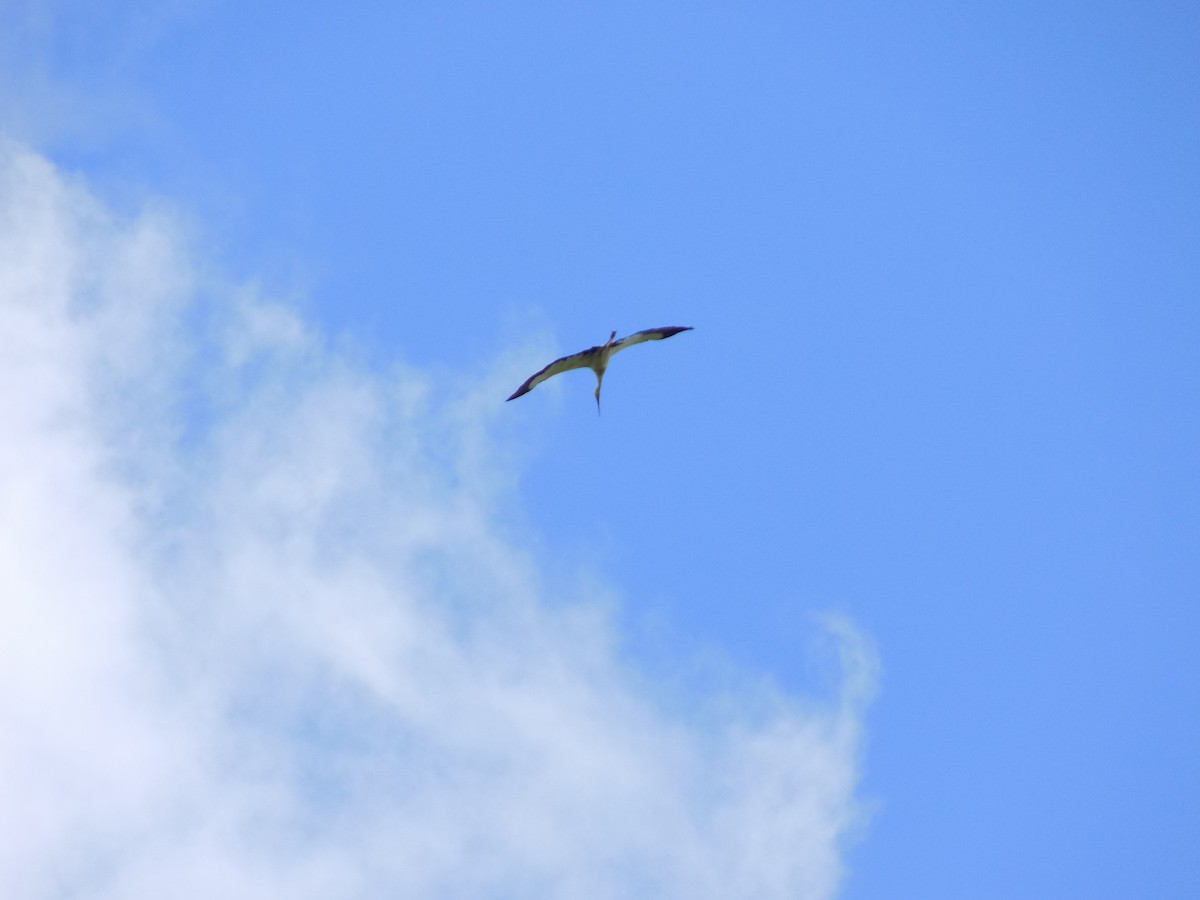 čáp jihoamerický - ML63512051