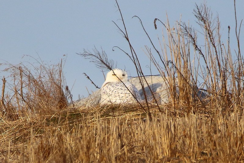 Snowy Owl - ML635120687