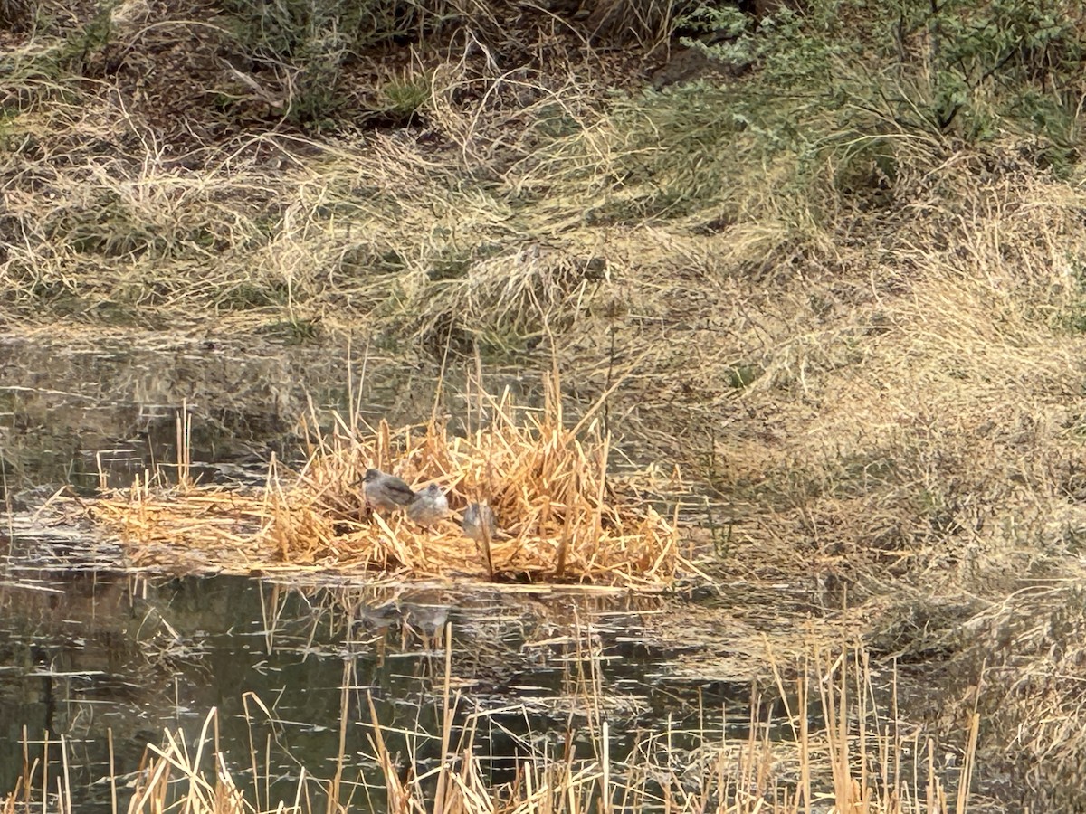 Willet - ML635120853