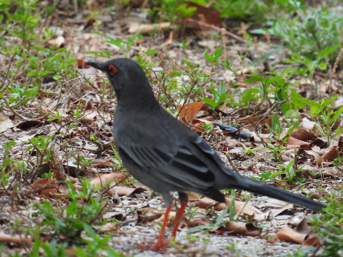 Western Red-legged Thrush (Bahamas) - ML635120860