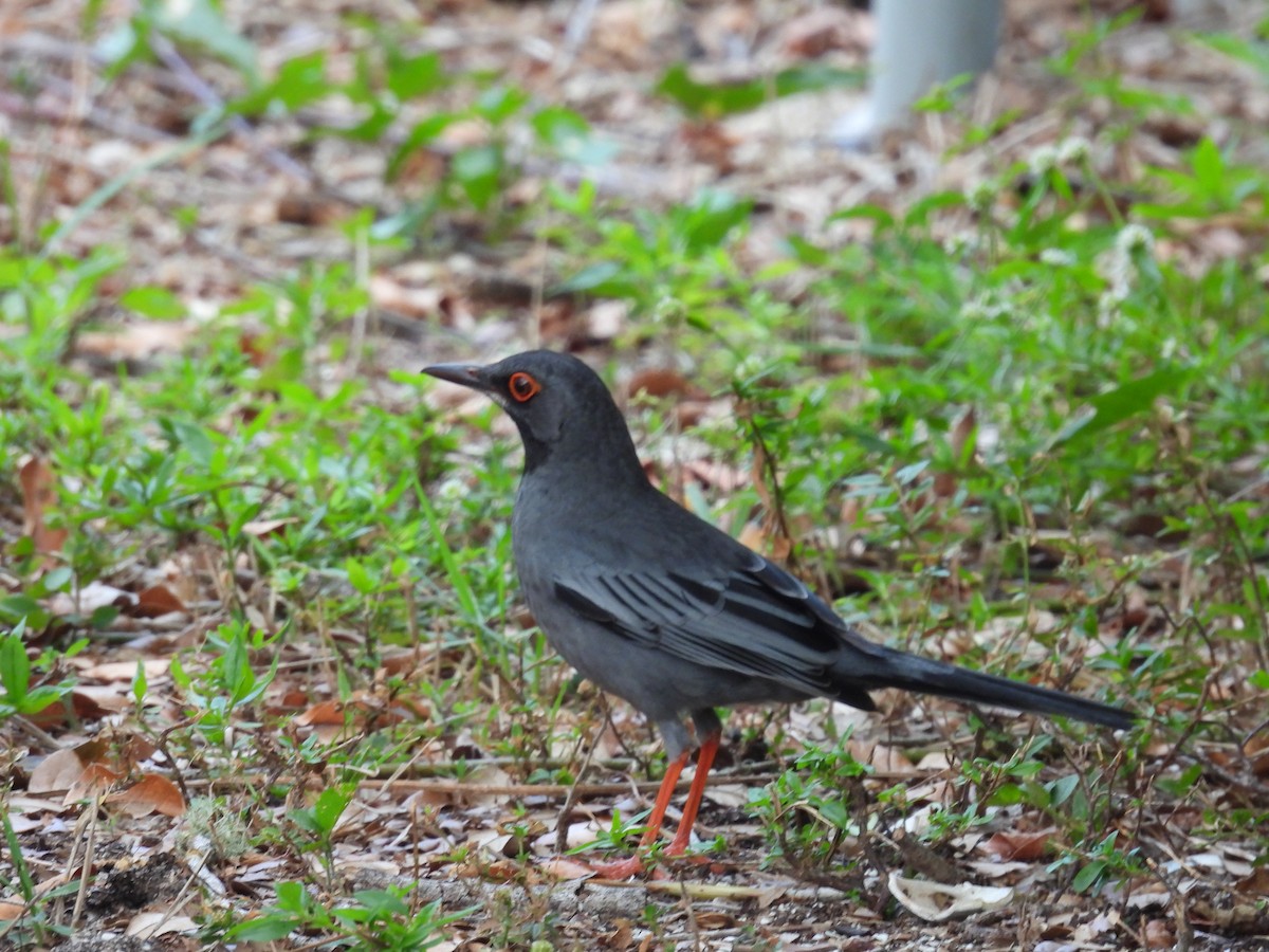 Western Red-legged Thrush (Bahamas) - ML635120861
