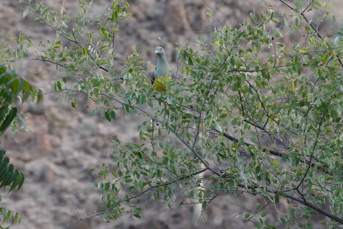 Bruce's Green-Pigeon - ML635120918