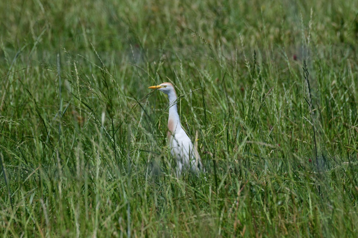 Western Cattle-Egret - ML635120920