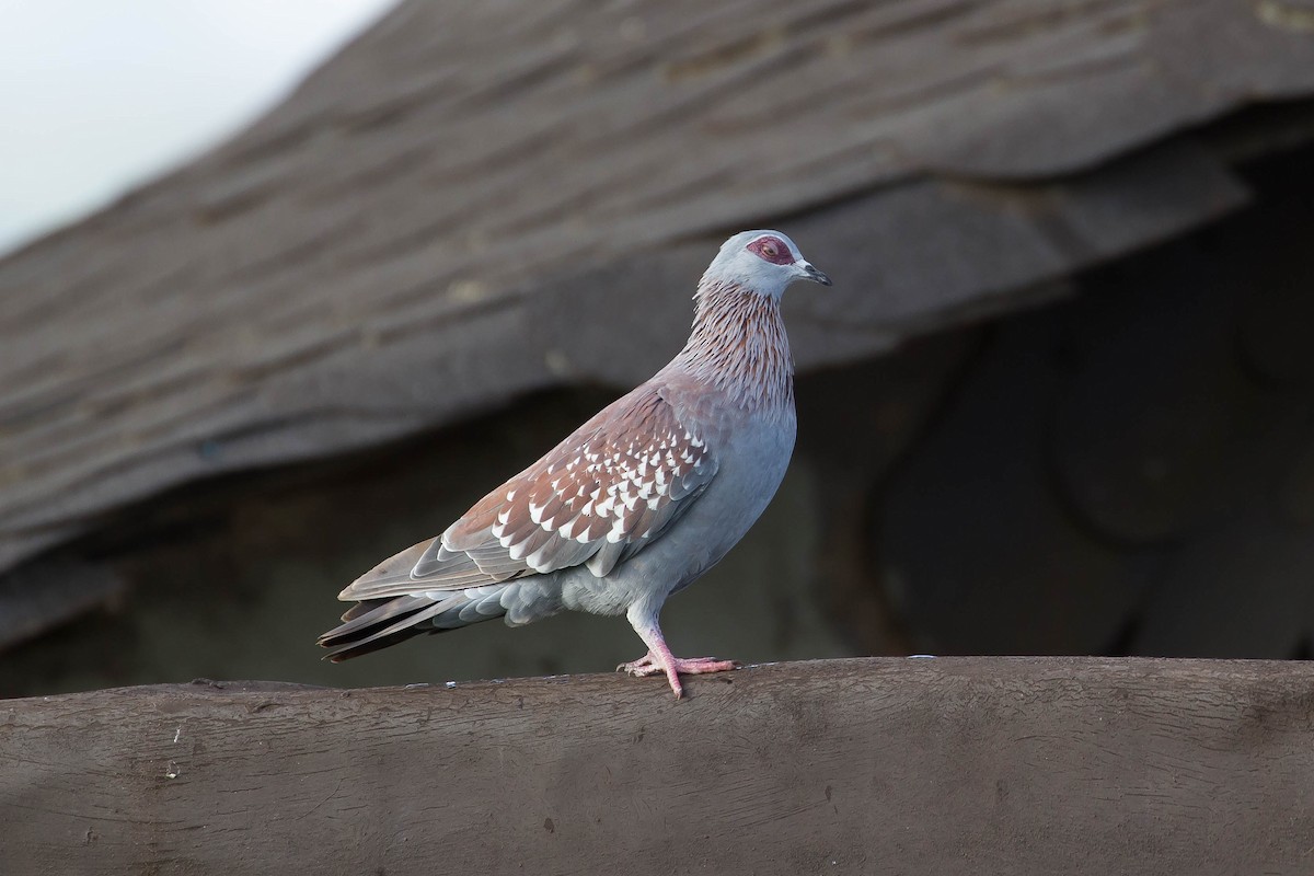 Speckled Pigeon - ML635120943