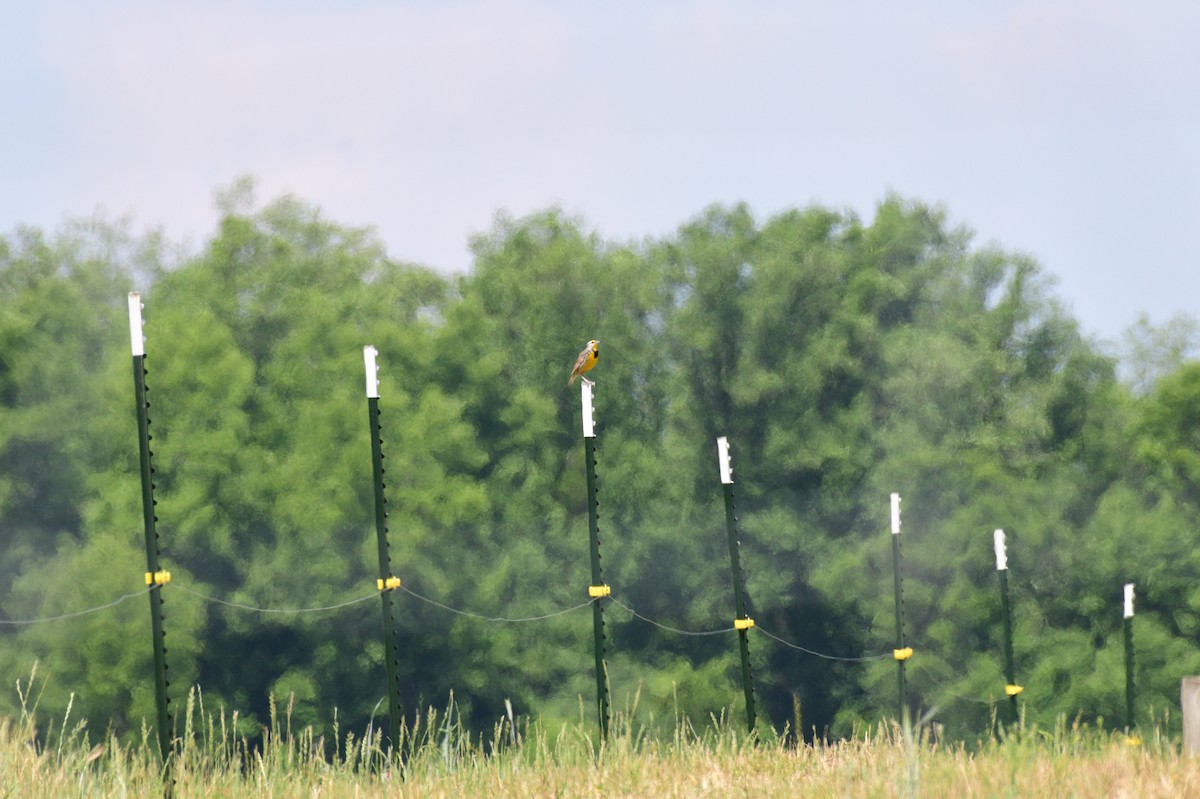 Eastern Meadowlark - ML635120946