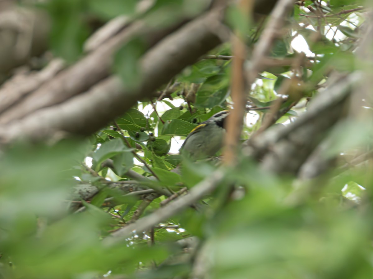 Golden-winged Warbler - ML635120975