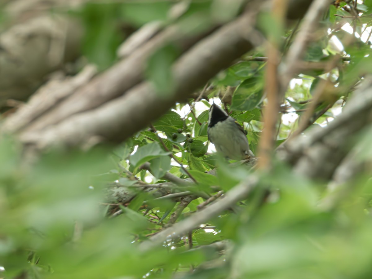 Golden-winged Warbler - ML635120976