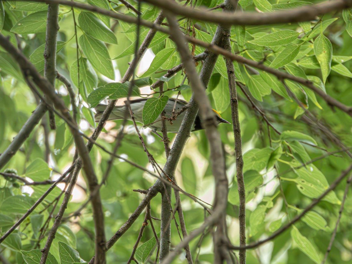 Golden-winged Warbler - ML635120977