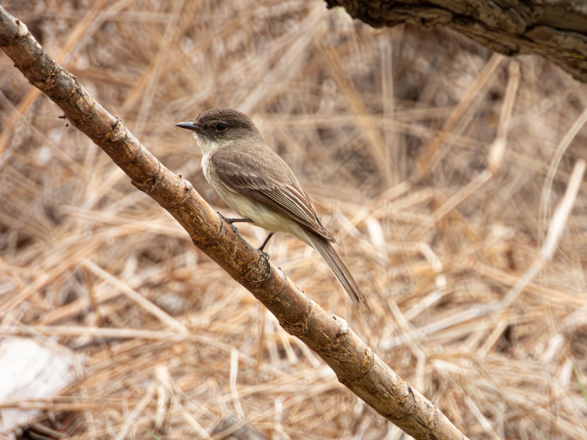Eastern Phoebe - ML635120995