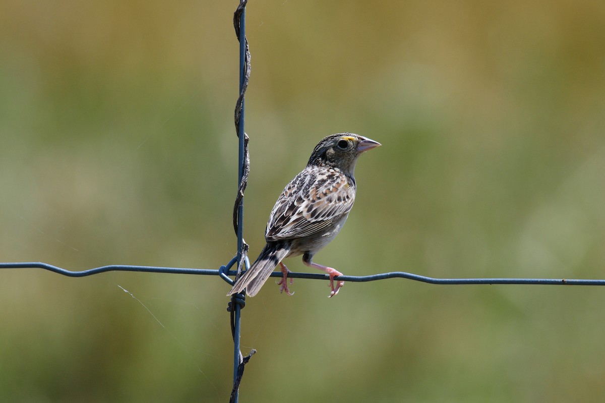 Grasshopper Sparrow - ML635121016