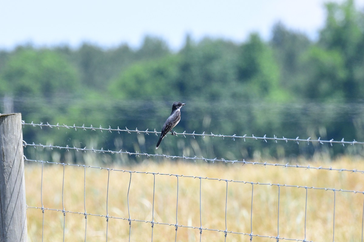 Eastern Kingbird - ML635121068