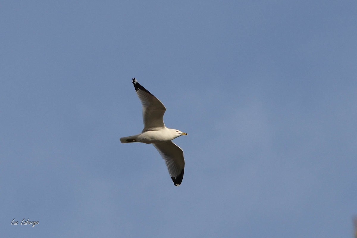 Ring-billed Gull - ML635121091